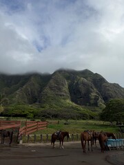 horses in the mountains