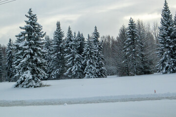 winter forest in the snow