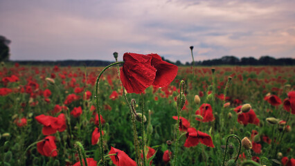 Mohn - Ecology - Beautiful summer day. Red poppy field. - Flowers Red poppies blossom on wild...