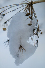 snow covered branches of a tree