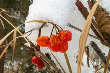 flowers in snow
