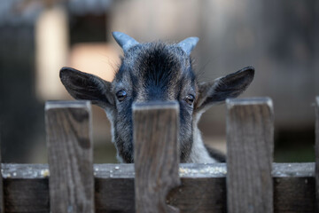 a brown young goat curiously looking over the fence