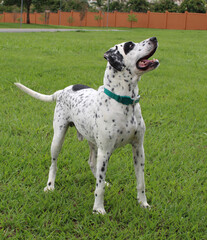 adult dalmatian dog on green lawn