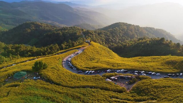 Aerial view of yellow Mexican sunflowers or Bua Tong in Thai blooming on Doi Mae-U-Kho Hill, a famous attraction in Mae Hong Son Province, Thailand
