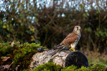 Common Kestrel