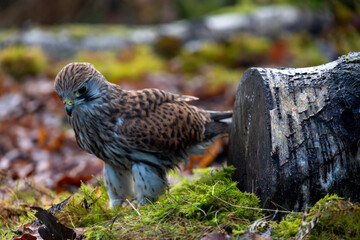 Common Kestrel