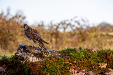 Common Kestrel