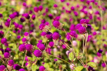 Fototapeta premium Close up of Gomphrena globosa in shallow focus, commonly known as globe amaranth is an edible flower to relieve prostate and reproductive problems.