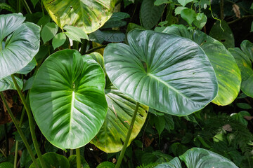 Homalomena rubescens Kunth or King of Heart grows wild in the forest. Wide green leafy vines.Natural vegetation of tropical forest.for graphic design or banner background. © Hary