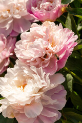 Peony. Macro photo of pink peony. Big yellow flower in summer garden.