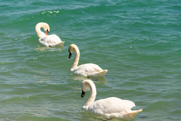 A lot of white swans at the sea shore