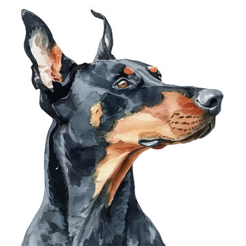 recommend clip art: A watercolor of a Doberman Pinscher, isolated on a white background. Doberman Pinscher vector.