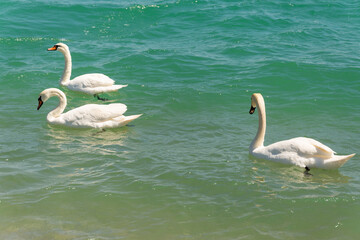 A lot of white swans at the sea shore