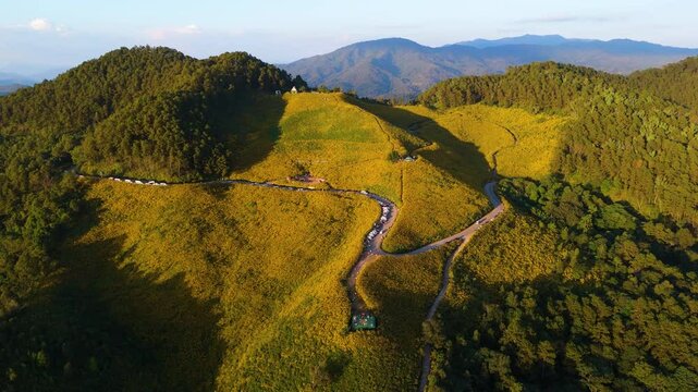 Aerial view of yellow Mexican sunflowers or Bua Tong in Thai blooming on Doi Mae-U-Kho Hill, a famous attraction in Mae Hong Son Province, Thailand