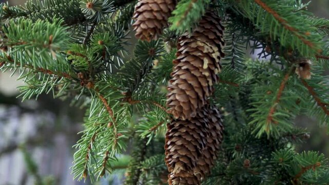 Spruce cones . Cones on spruce branches illuminated by sunlight. 