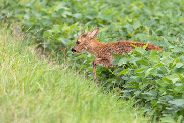 Reh kommt aus einem Feld auf eine Wiese heraus