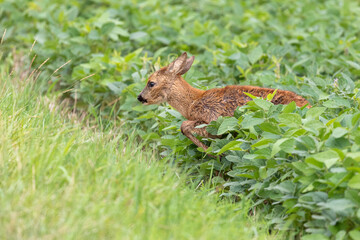 Reh kommt aus einem Feld auf eine Wiese heraus