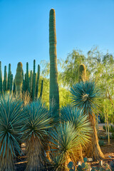 big wild cacti in the desert