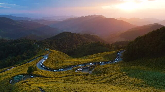Aerial view of yellow Mexican sunflowers or Bua Tong in Thai blooming on Doi Mae-U-Kho Hill, a famous attraction in Mae Hong Son Province, Thailand