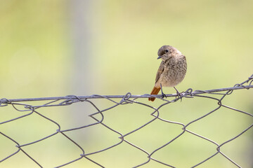 Hausrotschwanz sitzt auf Gartenzaun