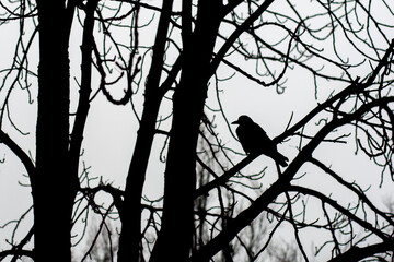 Silhouette of a bird perched on a bare tree branch against a cloudy sky, creating a dramatic and moody atmosphere perfect for nature and wildlife themes.
