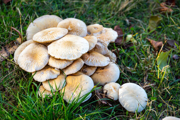 Multiple Poplar fieldcap mushroom (Cyclocybe cylindracea) fungus growing in grass, Salamanca, Spain.
