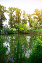 Fototapeta premium Peaceful pond with green foliage and tall trees, ideal for nature, relaxation, and outdoor concepts. Captures the essence of a tranquil natural environment