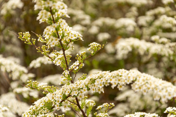 Blooming tree with white small flowers and green leaves on a branch.