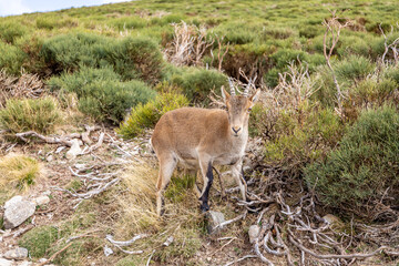 The Iberian ibex (Capra pyrenaica), one female animal standing among mountain pine trees in Sierra...
