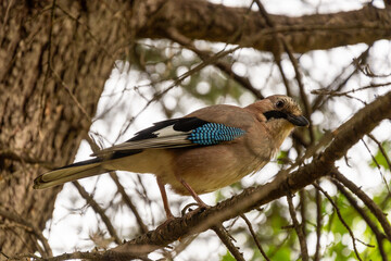 Jay Perched on a branch in a tree