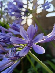 Sole su Agaponto