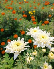 Fototapeta premium Chrysanthemum. 