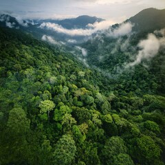 Whispers of the Rainforest: Aerial View of Fog and Foliage