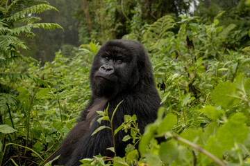 Gorilla in the Jungle