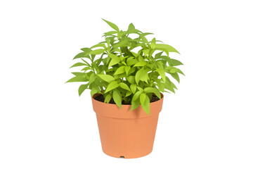 Fototapeta premium A healthy potted plant in a terracotta pot, with bright green leaves, on white background