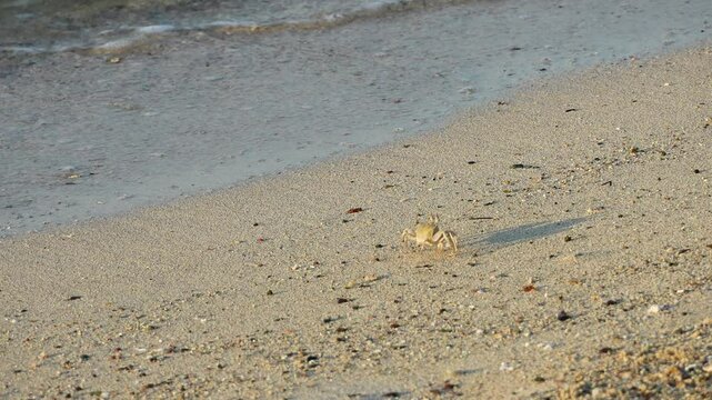 Ghost crab walking on sandy beach. Slow motion 4x, 120 fps, 4K video footage
