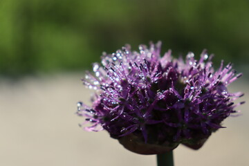 Obraz premium close up of a purple flower