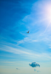 Gabbiano che vola nel cielo blu con le nuvole e il sole