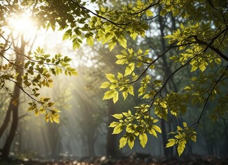 Branches with leaves and twigs stretching towards sunlight, birch bark, twiggy details