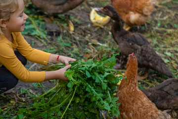Child with ducks and chickens. Selective focus.