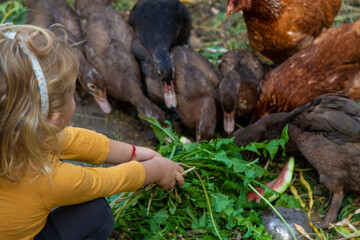 Child with ducks and chickens. Selective focus.