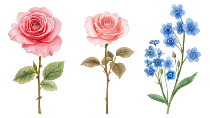 Delicate Watercolor Illustrations of Pink Roses and Blue Flowers Featuring Intricate Details and Soft Colors, Perfect for Floral-Themed Designs and Decorations