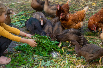 Child with ducks and chickens. Selective focus.