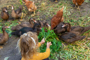 Child with ducks and chickens. Selective focus.