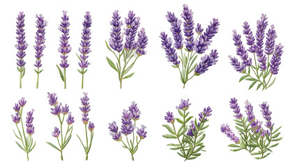 Fototapeta premium Beautiful Lavender Flowers in Various Arrangements Showcasing Their Vibrant Purple Color and Delicate Green Leaves Found in Gardens During Late Spring