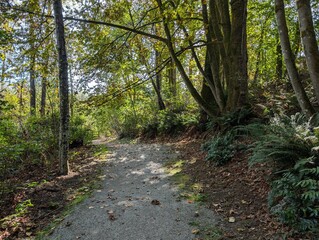 Obraz premium A path with ferns in mountain forest. British Columbia, Canada