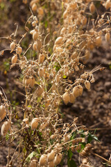 Ripe brown chickpea pods on a plant, harvesting ripe beans. Background