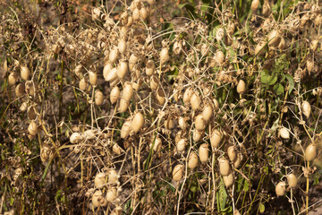 Ripe brown chickpea pods on a plant, harvesting ripe beans. Background