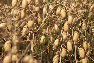 Ripe brown chickpea pods on a plant, harvesting ripe beans. Background