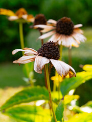 close up of a flower